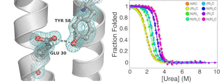 Left: electron density mesh around tyrosine 58 and glutamate 30. Right: urea denaturation curves for eight repeat constructs