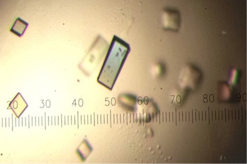 Rectangular protein crystals under a microscope beside a measurement reticle
